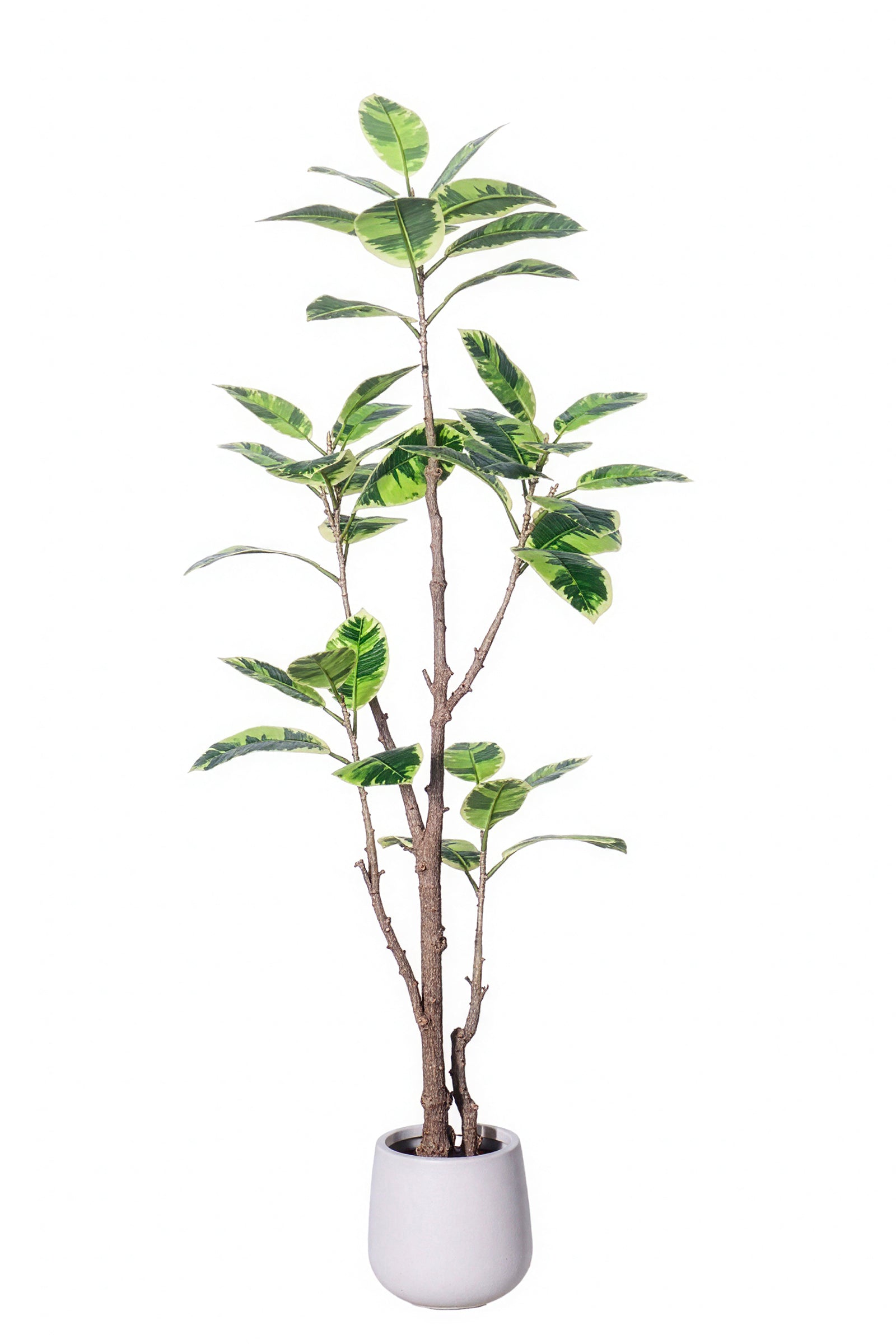 Rubber K: Artificial Rubber Tree with Lush Variegated Foliage