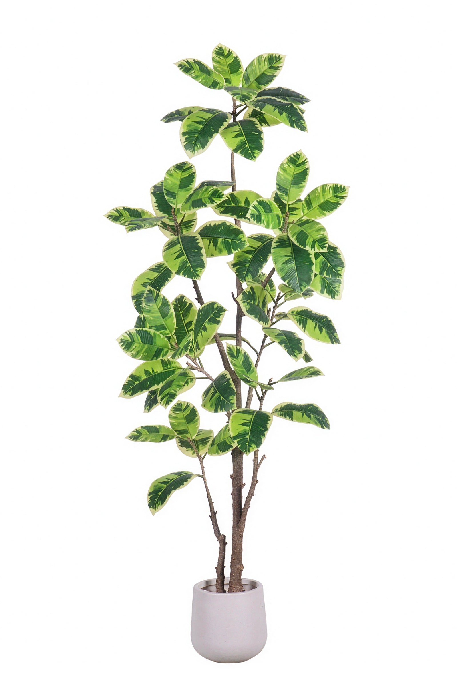 Rubber K: Artificial Rubber Tree with Lush Variegated Foliage