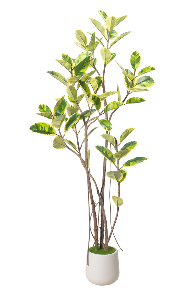 Rubber K: Tall Artificial Rubber Tree with Lush Variegated Foliage