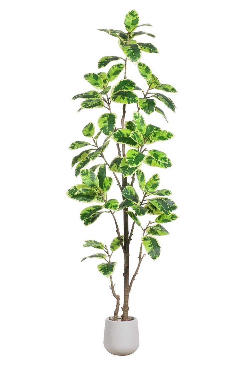 Rubber K: Artificial Rubber Tree with Lush Variegated Foliage