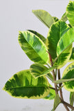 Rubber K: Artificial Rubber Tree with Lush Variegated Foliage