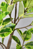 Rubber K: Artificial Rubber Tree with Lush Variegated Foliage