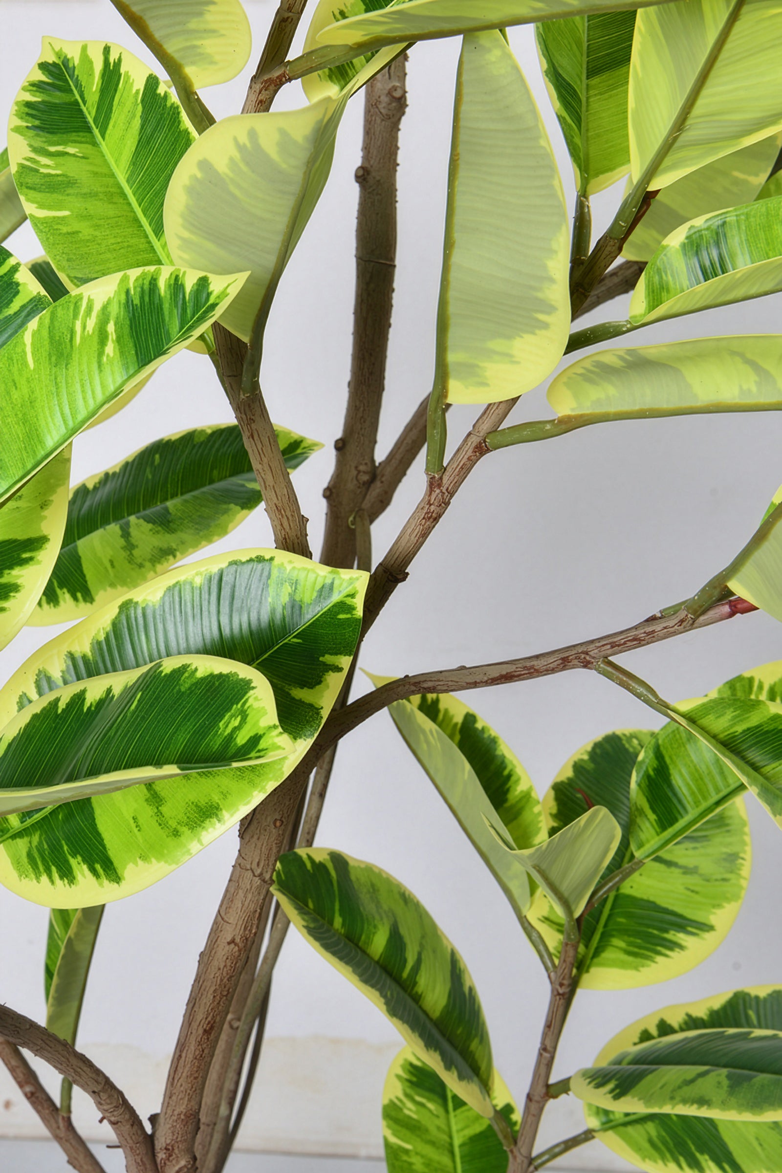 Rubber K: Artificial Rubber Tree with Lush Variegated Foliage