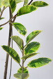 Rubber K: Artificial Rubber Tree with Lush Variegated Foliage