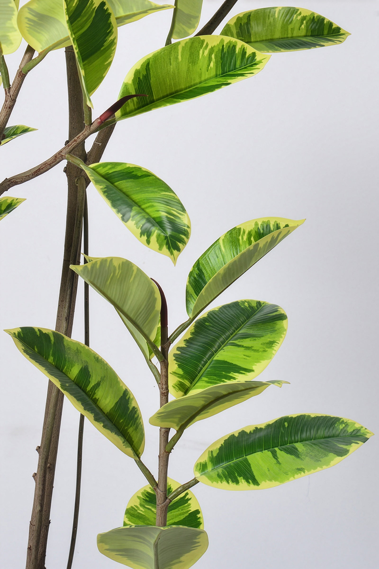 Rubber K: Artificial Rubber Tree with Lush Variegated Foliage