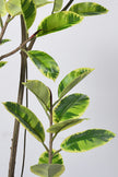 Rubber K: Tall Artificial Rubber Tree with Lush Variegated Foliage