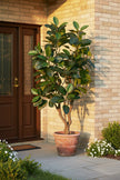 Rubber M: Large Artificial Rubber Tree (Ficus Altissima) with Thick Trunks