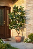 Rubber M: Large Artificial Rubber Tree (Ficus Altissima) with Thick Trunks