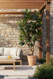 Rubber M: Large Artificial Rubber Tree (Ficus Altissima) with Thick Trunks