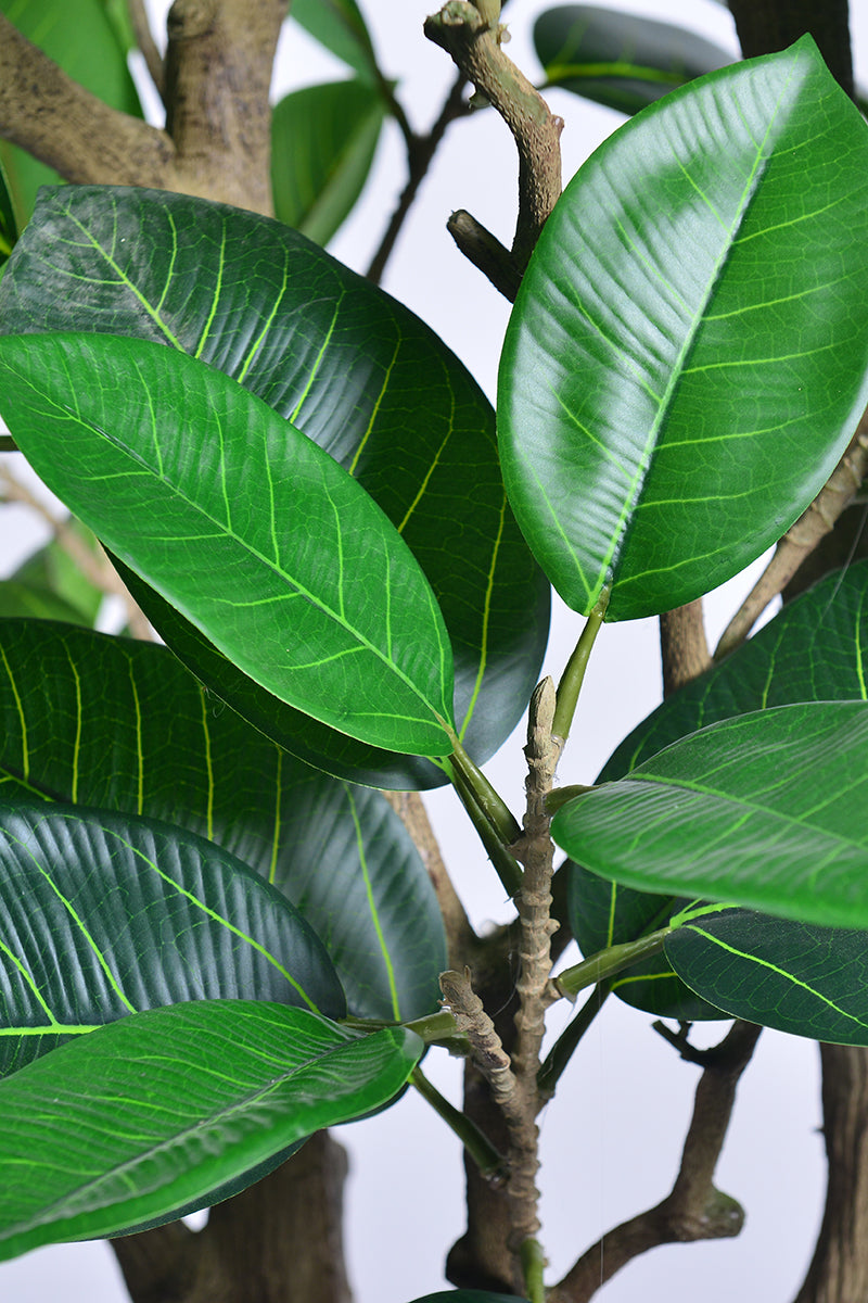 Rubber M: Large Artificial Rubber Tree (Ficus Altissima) with Thick Trunks