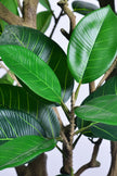 Rubber M: Large Artificial Rubber Tree (Ficus Altissima) with Thick Trunks