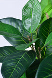 Rubber M: Large Artificial Rubber Tree (Ficus Altissima) with Thick Trunks
