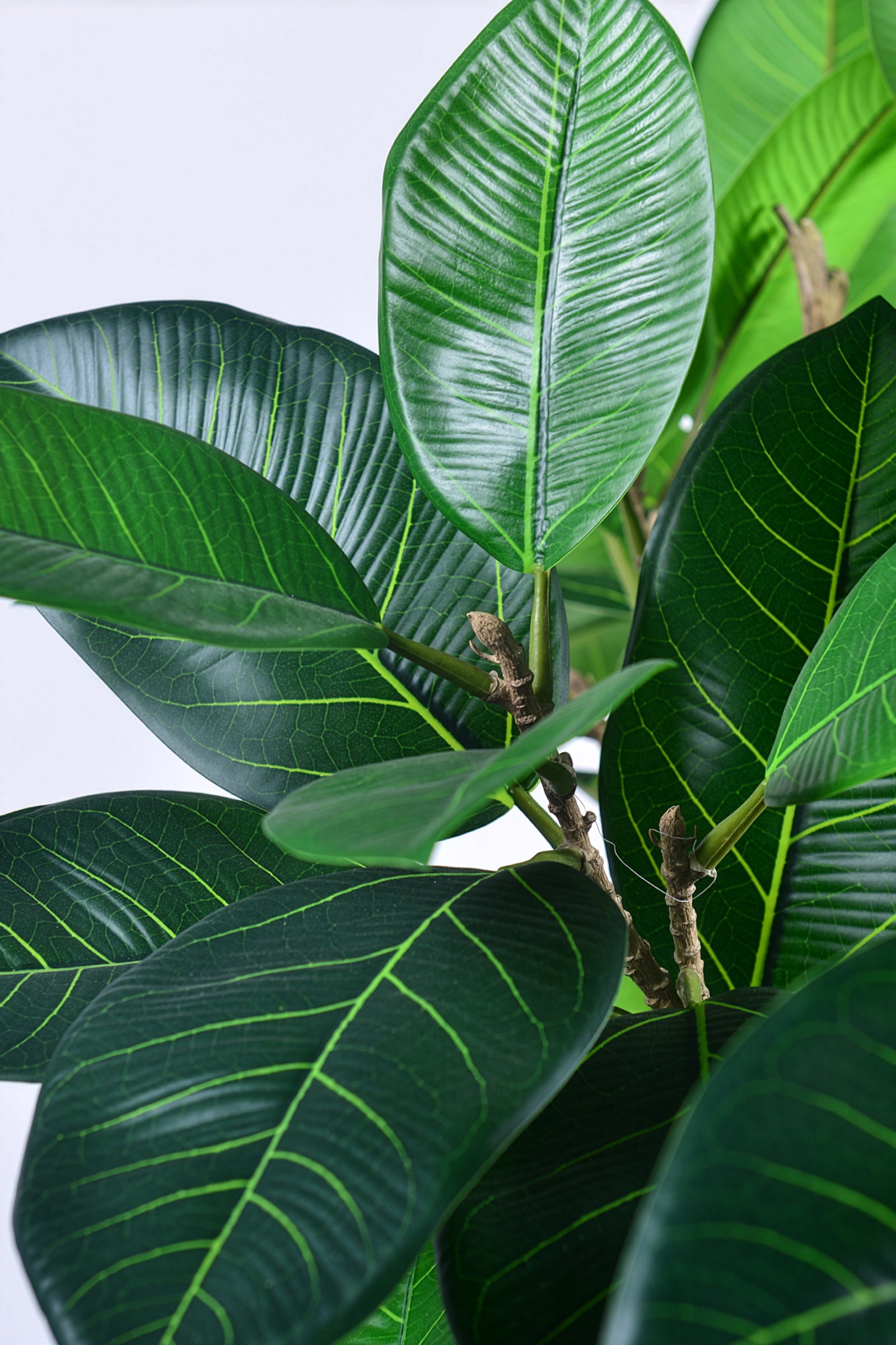 Rubber M: Large Artificial Rubber Tree (Ficus Altissima) with Thick Trunks