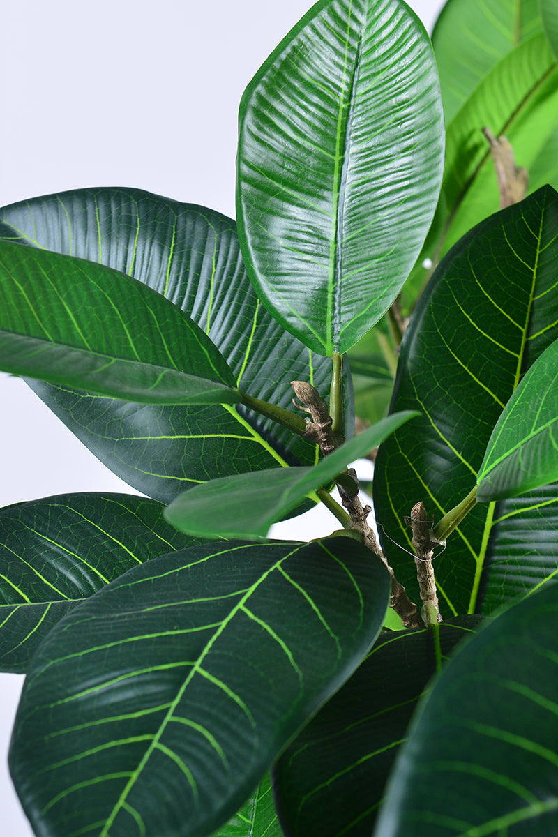 Rubber M: Large Artificial Rubber Tree (Ficus Altissima) with Thick Trunks