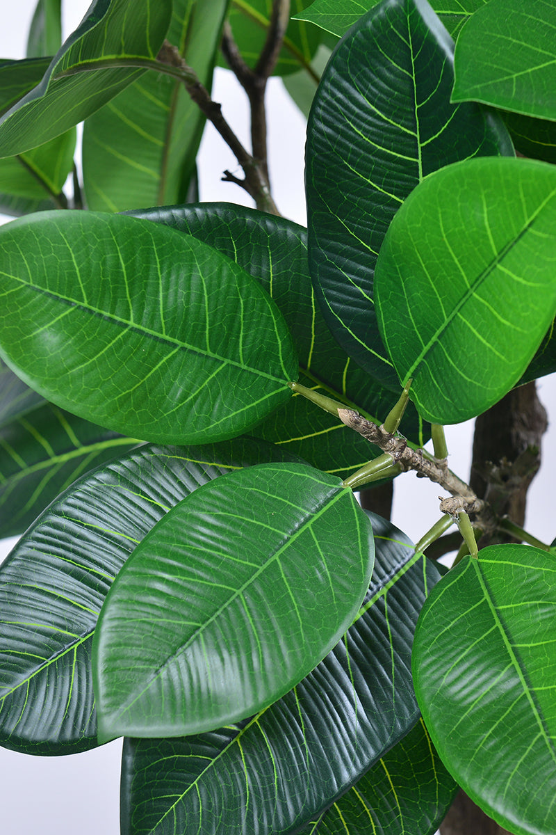 Rubber M: Large Artificial Rubber Tree (Ficus Altissima) with Thick Trunks