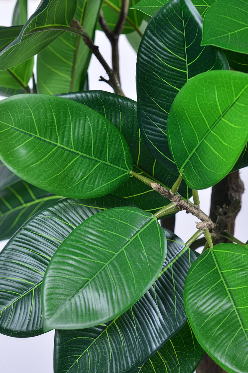 Rubber M: Large Artificial Rubber Tree (Ficus Altissima) with Thick Trunks