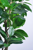 Rubber M: Large Artificial Rubber Tree (Ficus Altissima) with Thick Trunks