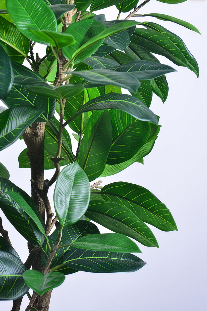 Rubber M: Large Artificial Rubber Tree (Ficus Altissima) with Thick Trunks