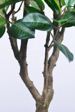 Rubber M: Large Artificial Rubber Tree (Ficus Altissima) with Thick Trunks