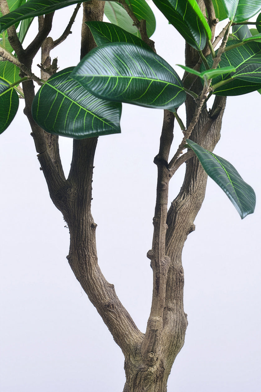 Rubber M: Large Artificial Rubber Tree (Ficus Altissima) with Thick Trunks