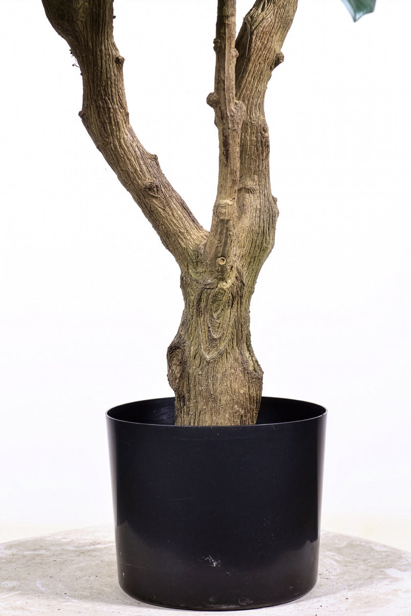 Rubber M: Large Artificial Rubber Tree (Ficus Altissima) with Thick Trunks