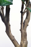 Rubber M: Large Artificial Rubber Tree (Ficus Altissima) with Thick Trunks