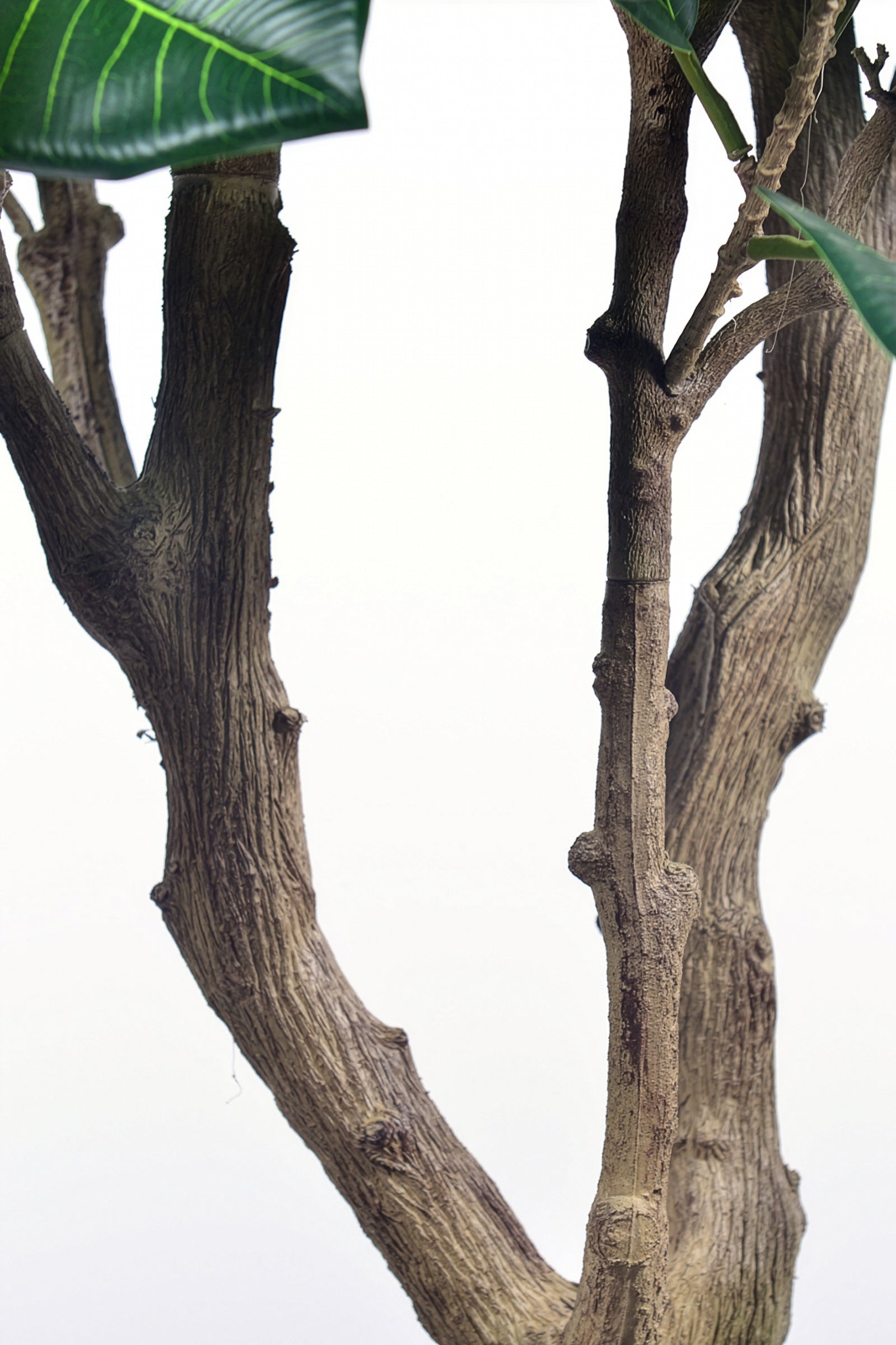 Rubber M: Large Artificial Rubber Tree (Ficus Altissima) with Thick Trunks