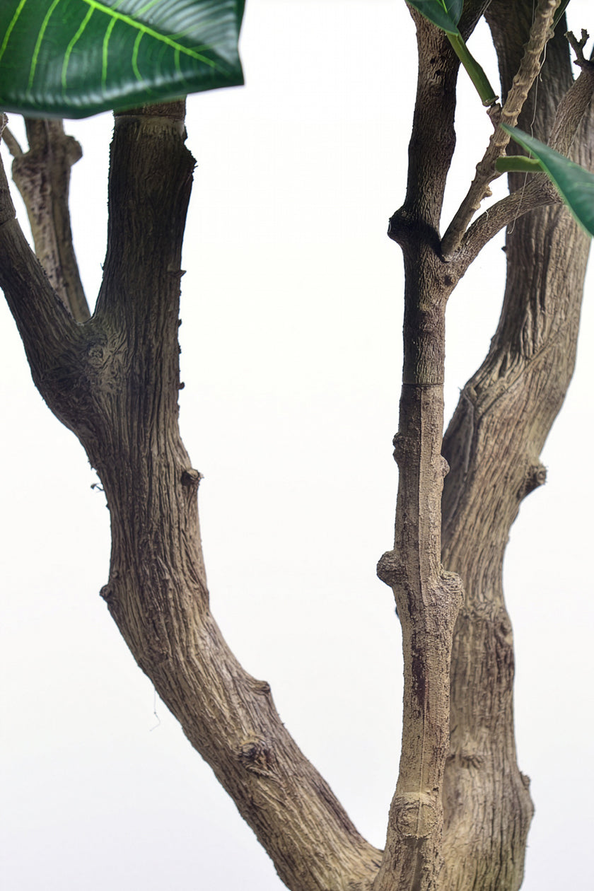 Rubber M: Large Artificial Rubber Tree (Ficus Altissima) with Thick Trunks