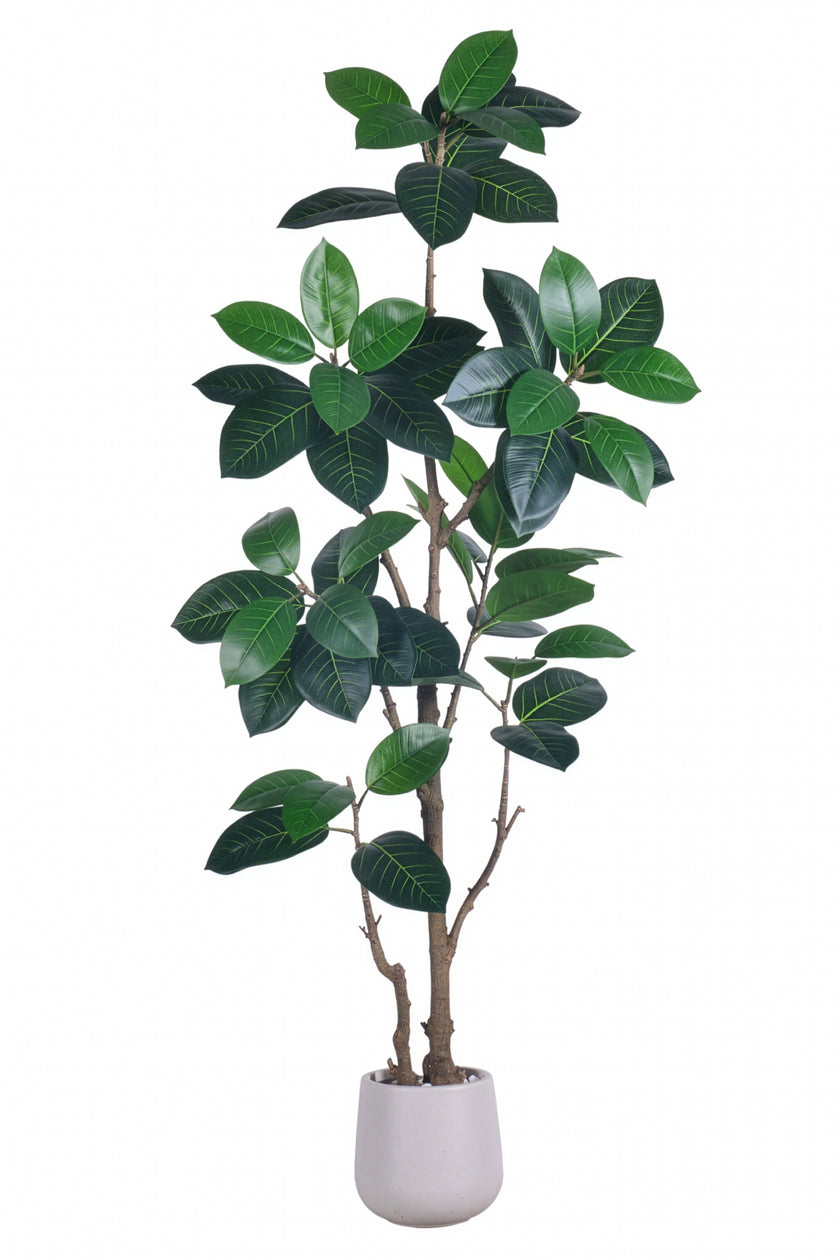Rubber N: Artifiicial (Ficus Altissima) with Broad Leaves in a White Pot