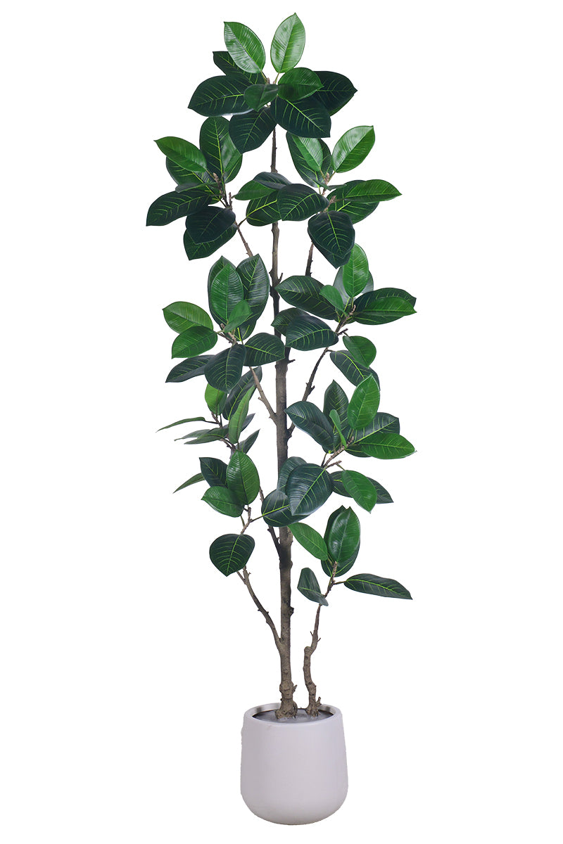 Rubber N: Artifiicial (Ficus Altissima) with Broad Leaves in a White Pot