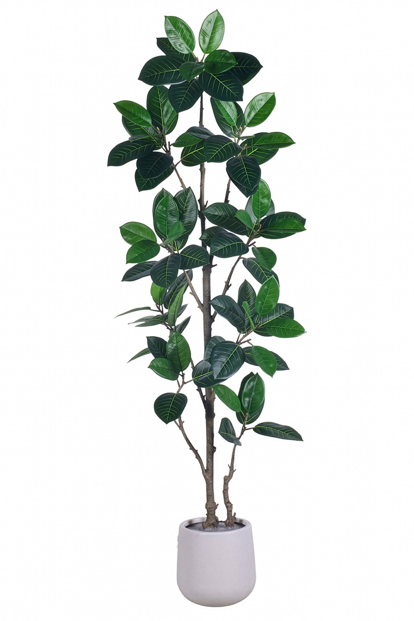 Rubber N: Artifiicial (Ficus Altissima) with Broad Leaves in a White Pot