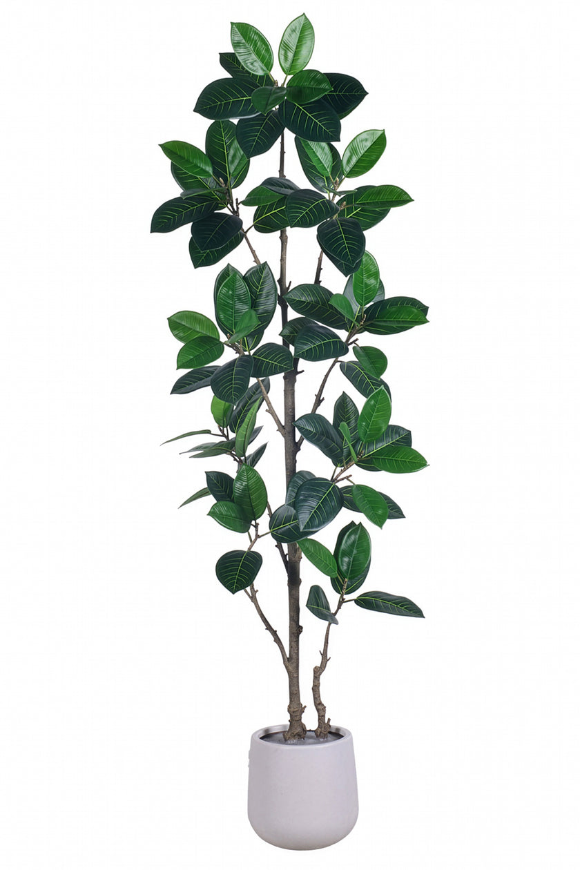 Rubber N: Artifiicial (Ficus Altissima) with Broad Leaves in a White Pot