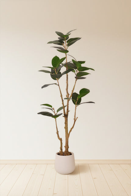 Rubber N: Artifiicial (Ficus Altissima) with Broad Leaves in a White Pot