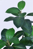 Rubber N: Artifiicial (Ficus Altissima) with Broad Leaves in a White Pot