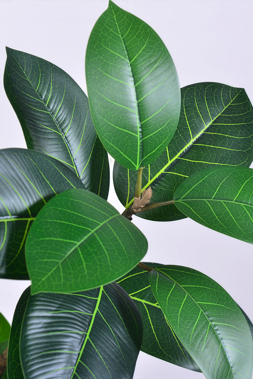 Rubber N: Artifiicial (Ficus Altissima) with Broad Leaves in a White Pot