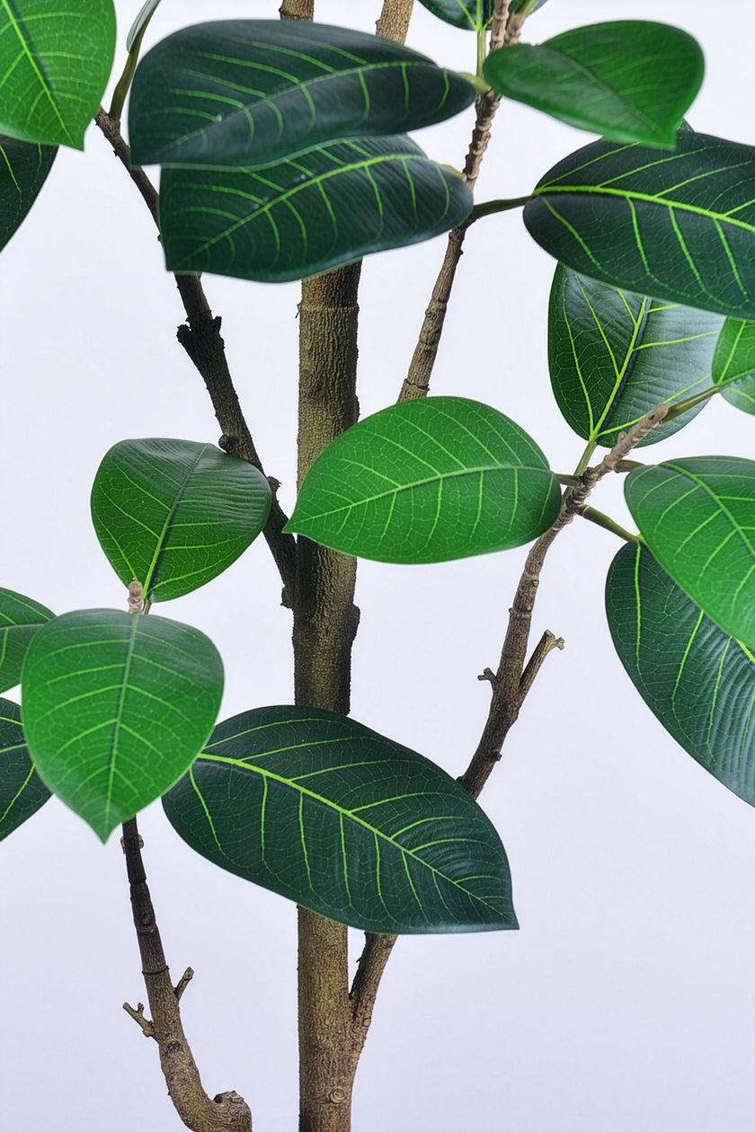 Rubber N: Artifiicial (Ficus Altissima) with Broad Leaves in a White Pot