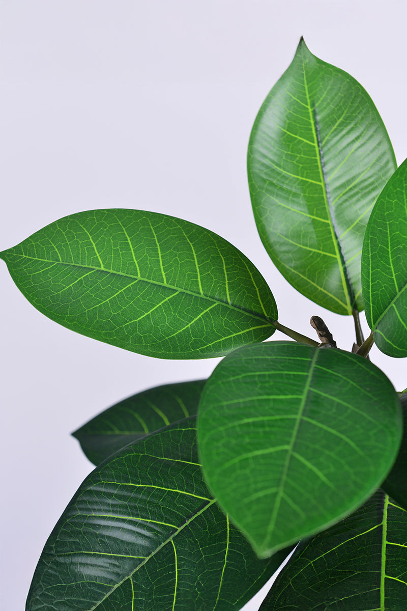 Rubber N: Artifiicial (Ficus Altissima) with Broad Leaves in a White Pot