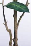 Rubber N: Artifiicial (Ficus Altissima) with Broad Leaves in a White Pot