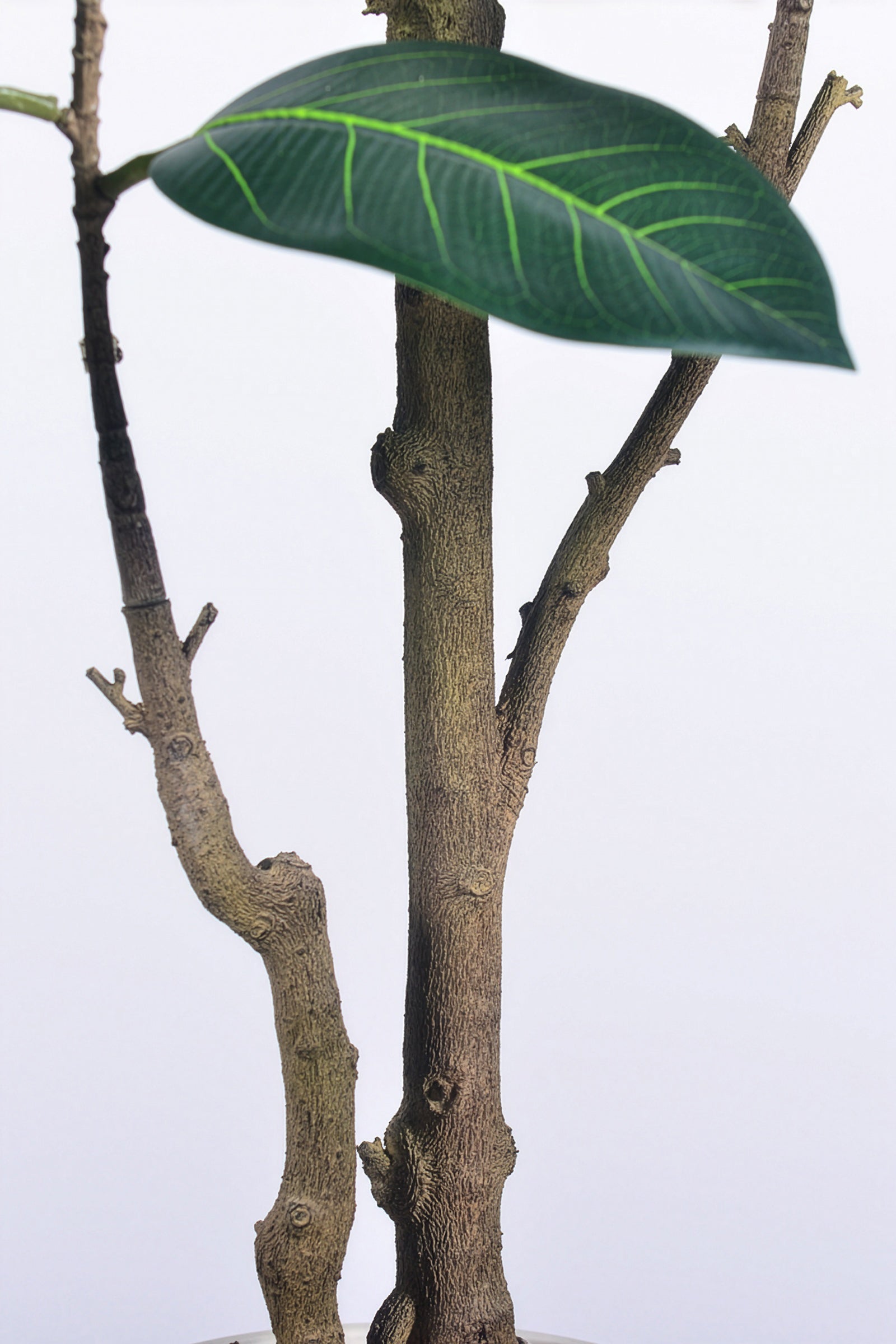 Rubber N: Artifiicial (Ficus Altissima) with Broad Leaves in a White Pot