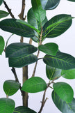 Rubber N: Artifiicial (Ficus Altissima) with Broad Leaves in a White Pot