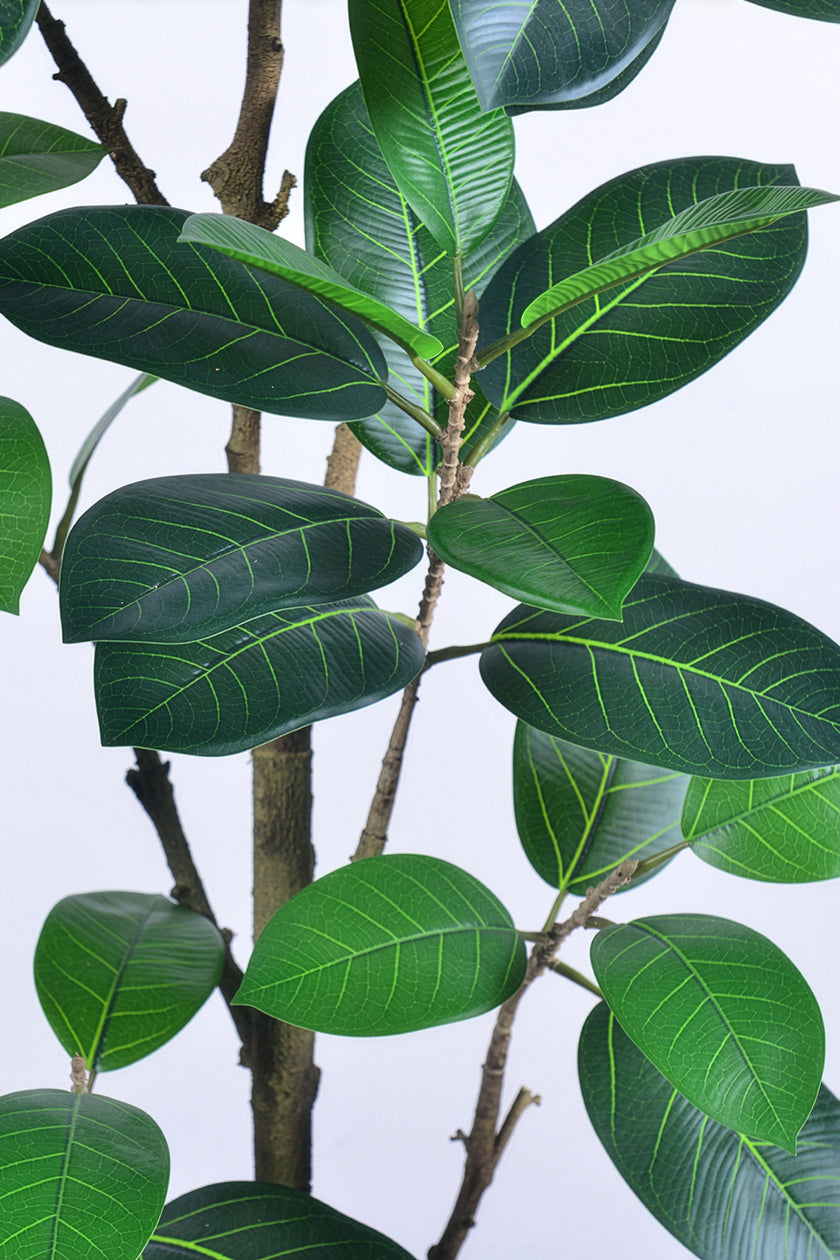 Rubber N: Artifiicial (Ficus Altissima) with Broad Leaves in a White Pot