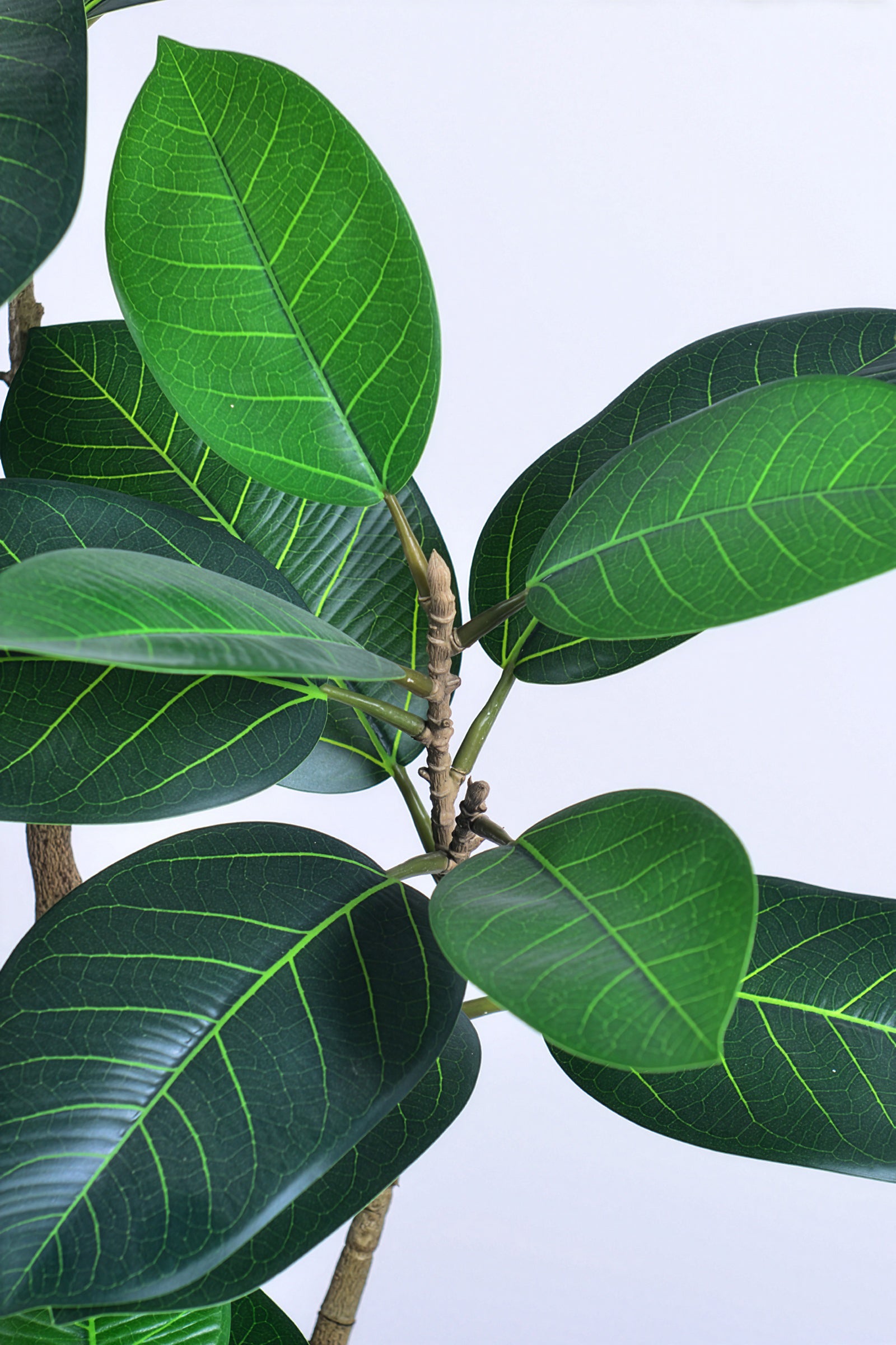 Rubber N: Artifiicial (Ficus Altissima) with Broad Leaves in a White Pot