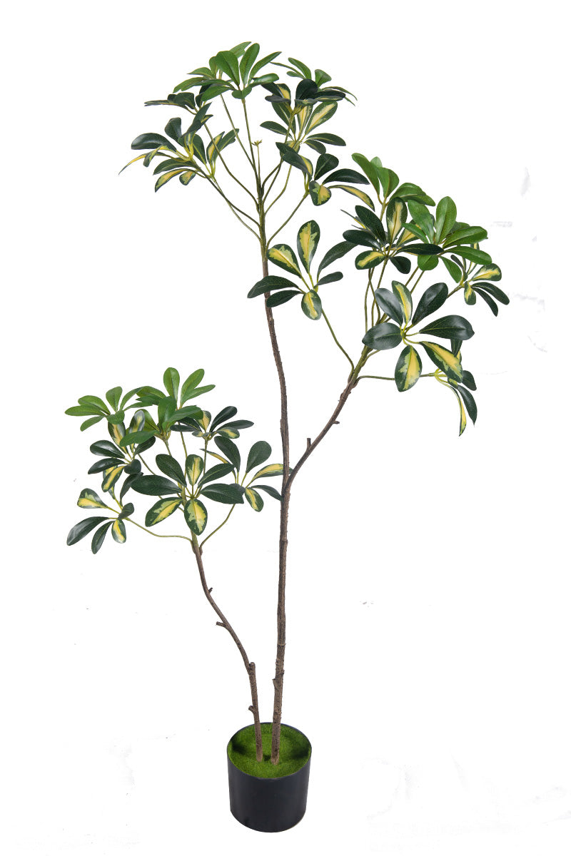 Schefflera A: Artificial “Dwarf Umbrella” Tree