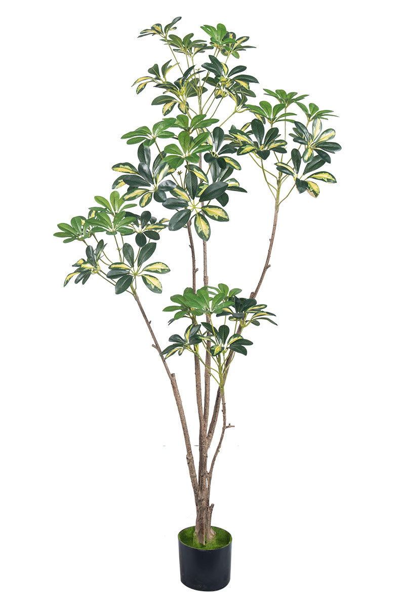 Schefflera A: Artificial “Dwarf Umbrella” Tree
