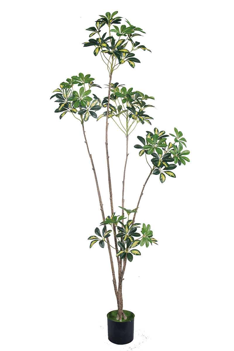 Schefflera A: Artificial “Dwarf Umbrella” Tree