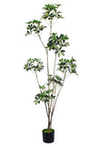 Schefflera A: Artificial “Dwarf Umbrella” Tree