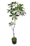 Schefflera A: Artificial “Dwarf Umbrella” Tree