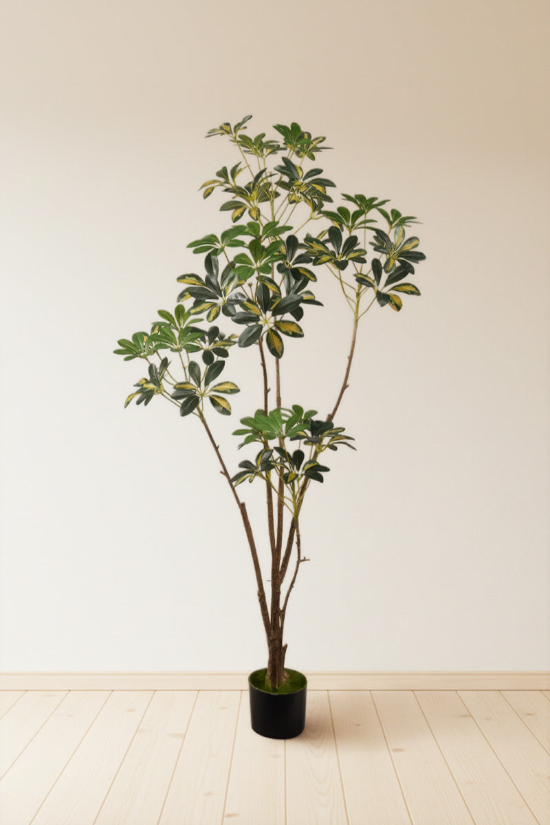 Schefflera A: Artificial “Dwarf Umbrella” Tree