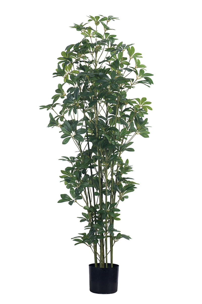 Schefflera F: Artificial Schefflera Octophylla Tree with Dark Lush Foliage