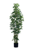 Schefflera F: Artificial Schefflera Octophylla Tree with Dark Lush Foliage